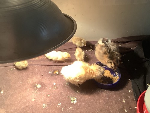 Button quail eggs npip - eggs, npip/ai