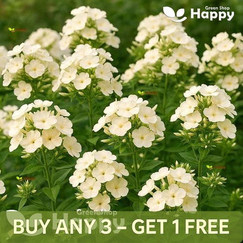 Drummond phlox isabellina - drummond's,