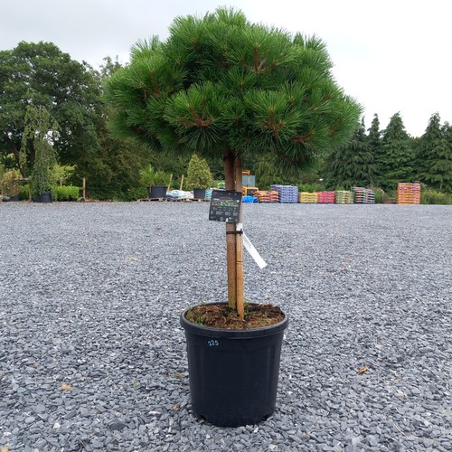 Quarter std pine tree - x,