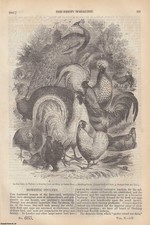 DOMESTIC POULTRY (FEATHERED); THE DANUBE RIVER (1) (EUROPE), ETC. ISSUE NO. 603,