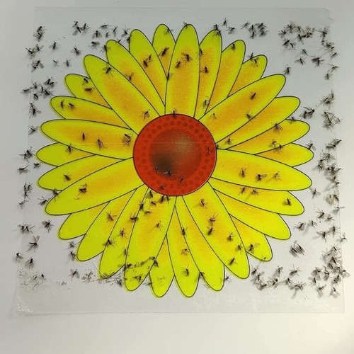 Fly catcher window - fly, flower