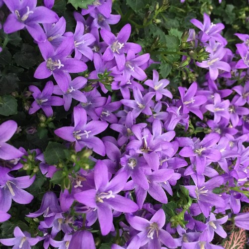 Campanula porto - campanula, (bell-flowers)