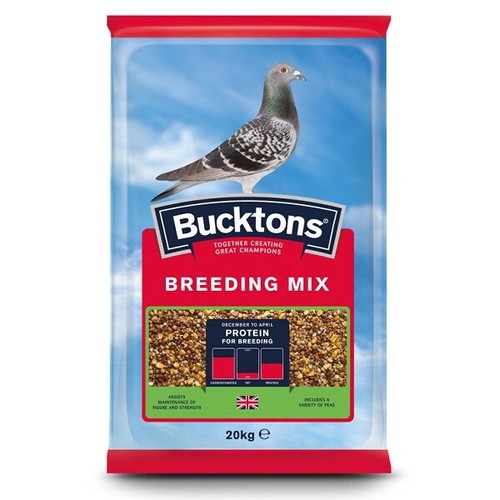Bucktons pigeon breeding - pigeon,