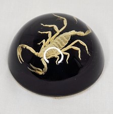 Real Vintage Scorpion Insect