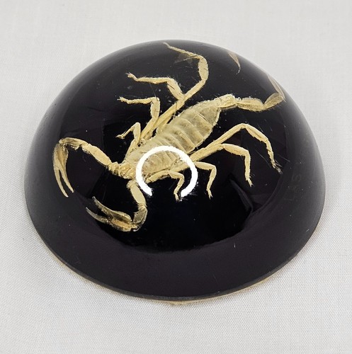 Real vintage scorpion insect - vintage,