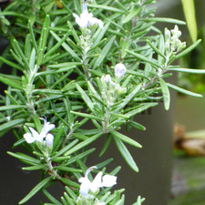 Rosemary Creeping - 1 Plant -