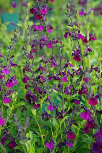 Salvia nachtvlinder perennial - salvia,
