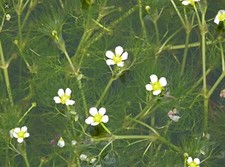 1X BUNCHE WATER CROWFOOT WITH