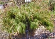 CALOPSIS PANICULATA RESTIO