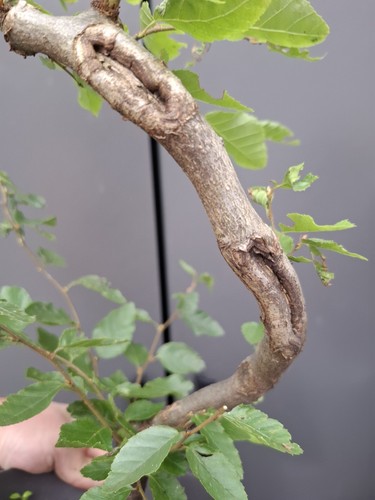 Part trained hornbeam bonsai - trained,
