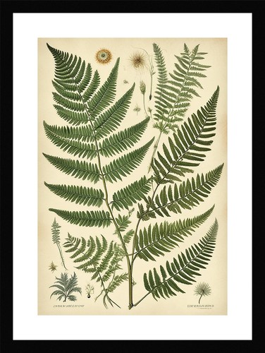 Beautiful fern fronds - beautiful, print