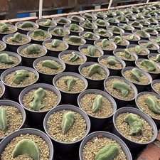 Raresuculent Strombocactus
