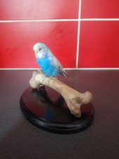 Taxidermy budgie deer bone - on,