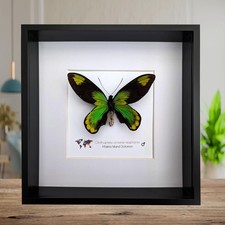 Ornithoptera victoriae