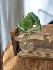 Philodendron Scandens Brasil