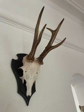 Pointy  Antlers of a Roe Deer