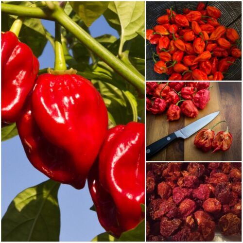 Dried carolina reaper pepper - dried,