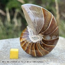 Nautilus fossil - cretaceous