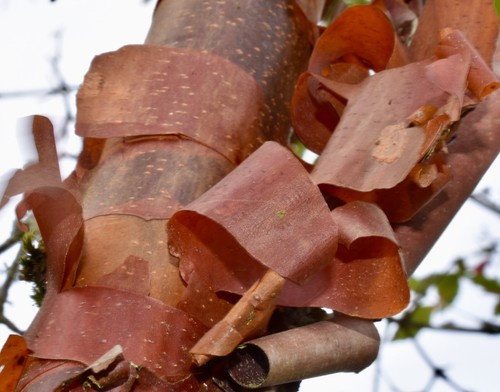 Acer griseum paperbark - acer,