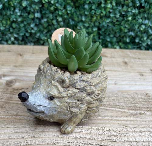 Decorative hedgehog plant - hedgehog, pot
