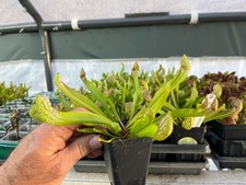 Scarlet Bell Pitcher Plant –