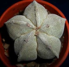 Astrophytum Myriostigma - 15
