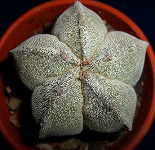Astrophytum myriostigma 15 - astrophytum,