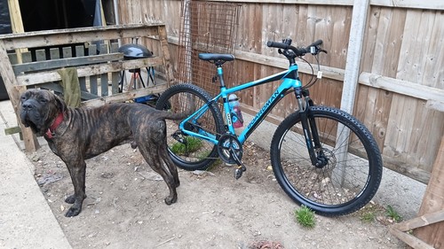 Boardman sport medium frame