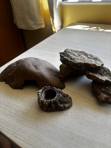 Collection reptile vivarium - collection,