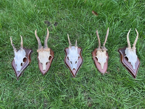 Nice roe deer buck - roe, deer/buck