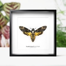 Death's Head Hawkmoth