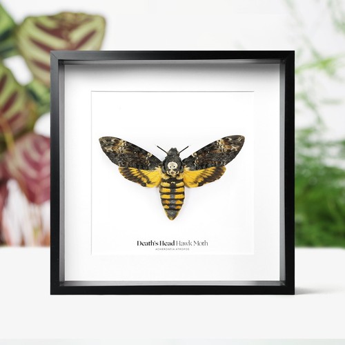 Death head hawkmoth - head,