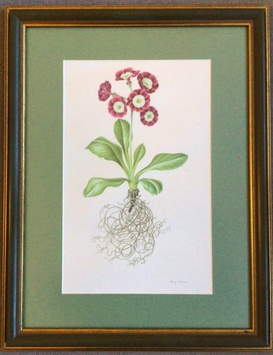 Rory mcewen framed - rory, auricula