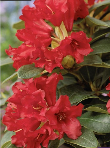 Rhododendron bengal 9cm - bengal,