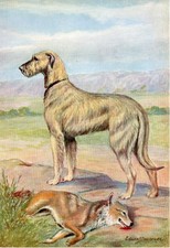 IRISH WOLFHOUND OLD 1958 DOG ART PRINT by Artist EDWIN MEGARGEE