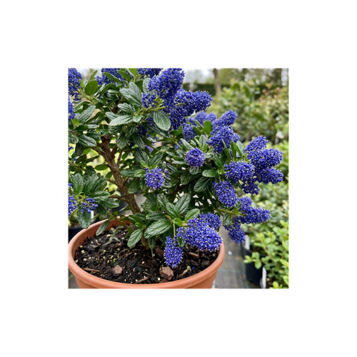 Ceanothus victoria plant - ceanothus,