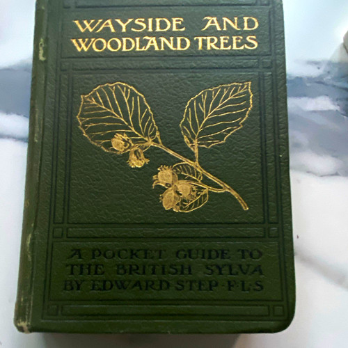 Edward step wayside - edward,