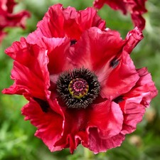 Papaver Red Rumble Outdoor