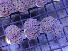 Rose Gold Hammer - Euphyllia - LPS Coral