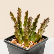 Orbea variegata, unrooted