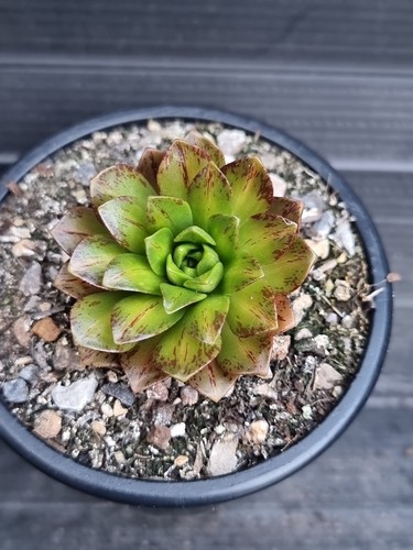 Aeonium lemon tea - 'lemon, variegated
