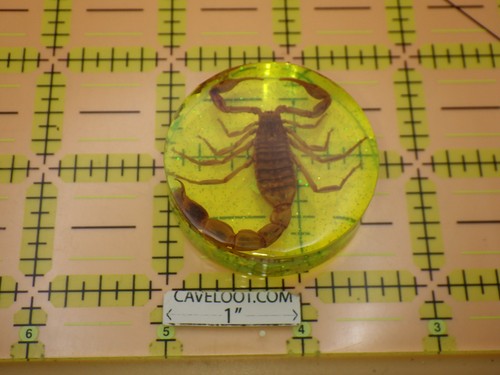 Vintage scorpion taxidermy - vintage,