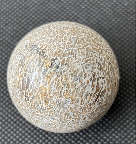 Polished fossilized dinosaur - polished,