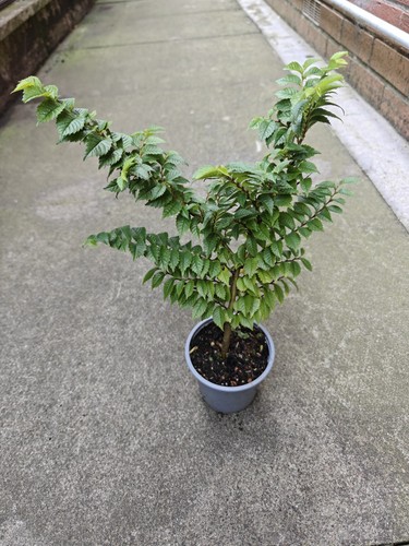 Ulmus hollandica jacqueline - ulmus,