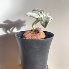 SINNINGIA LEUCOTRICHA