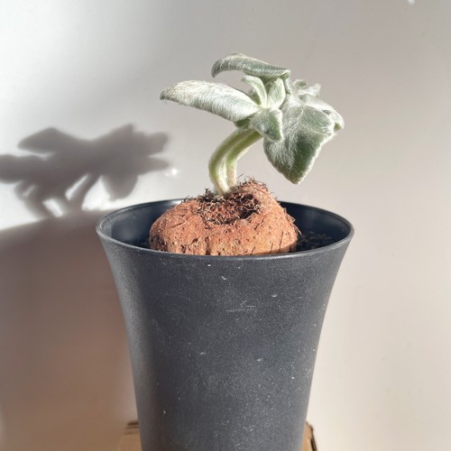Sinningia leucotricha - sinningia,