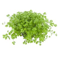 Micranthemum Umbrosum Aquarium Plant–Carpet/Bush/Floating–Perfect for Guppy Fry