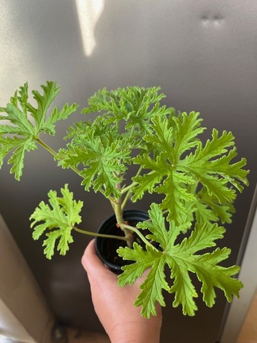 Lemon scented geranium - scented,