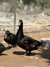 Cayuga Duck Hatching Eggs (8)