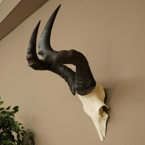 Hartebeest - , caama)
